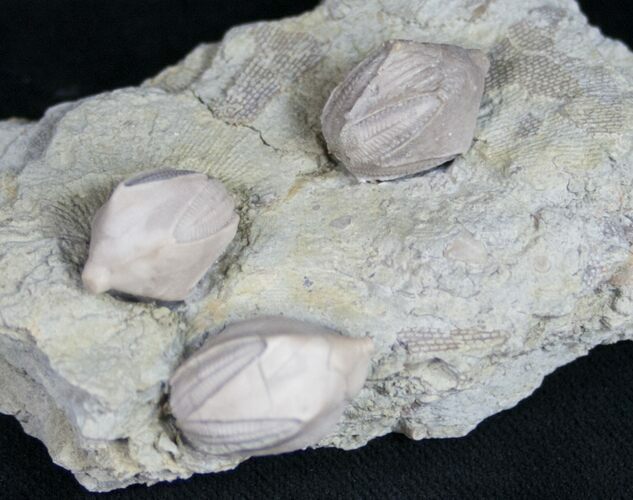 Multiple Blastoid (Pentremites) Plate - Illinois #10651